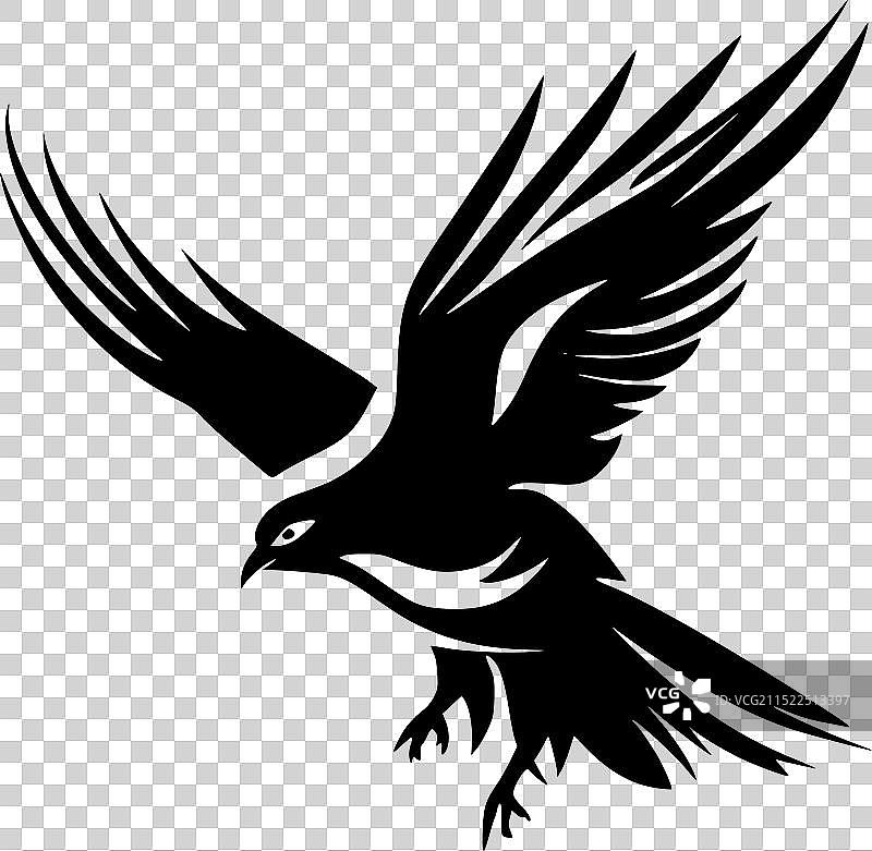 黑白海燕图片素材