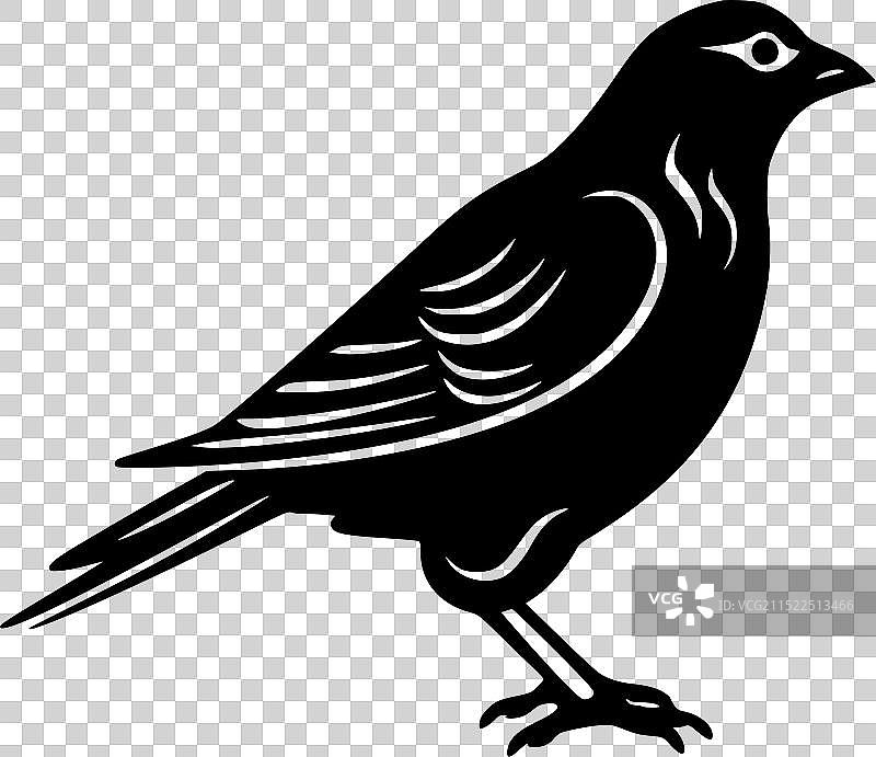 鸽子 - 黑白图片素材