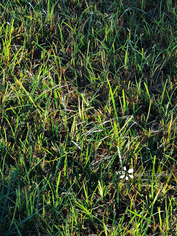 晨光中的小草图片素材