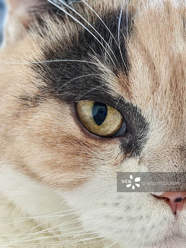 猫咪头部的特写镜头图片素材