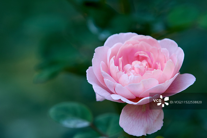 户外盛开的粉红玫瑰特写镜头图片素材