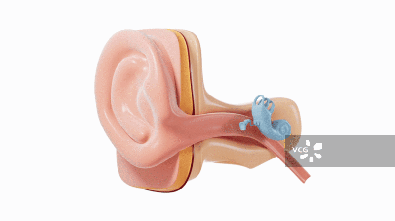 人类耳朵和听力系统模型视频图片素材