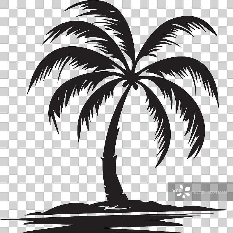 海岸线美景与海滨棕榈树图案图片素材