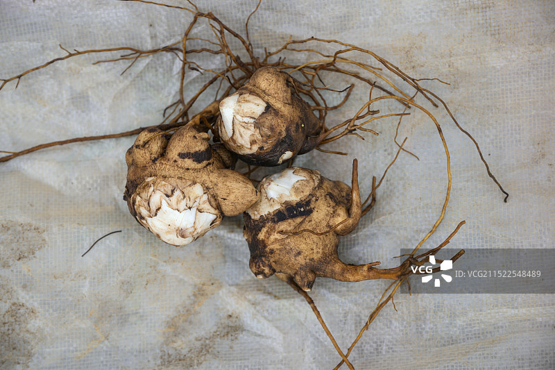 凉山州布托县乌头种植乌头丰收图片素材