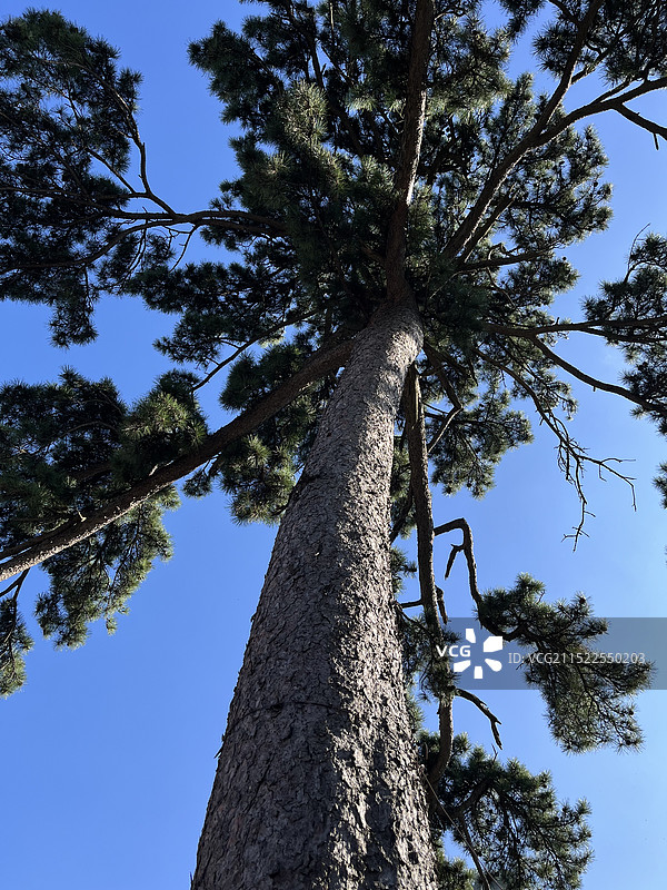 山顶上的华山油松图片素材