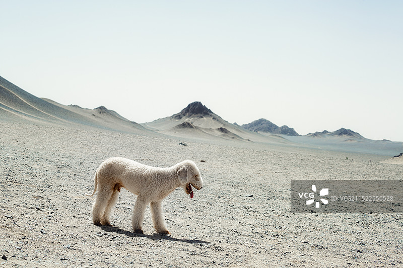 带宠物狗去旅行图片素材