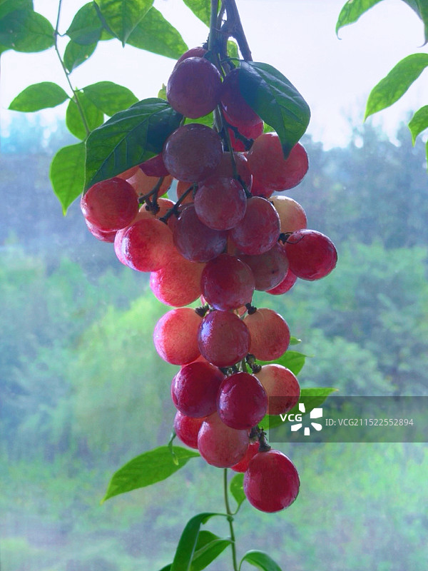紫葡萄图片素材