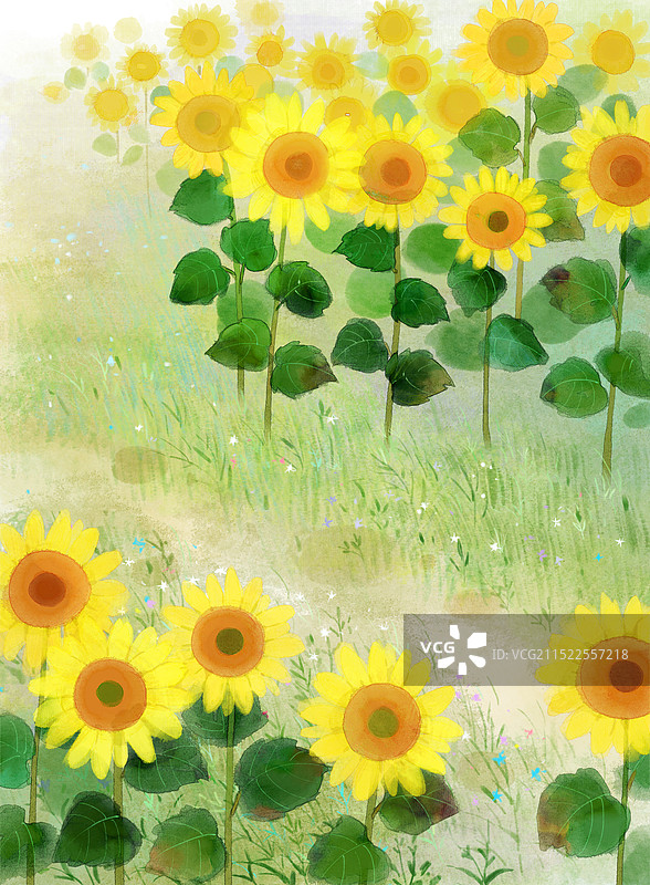 向日葵花田插画图片素材