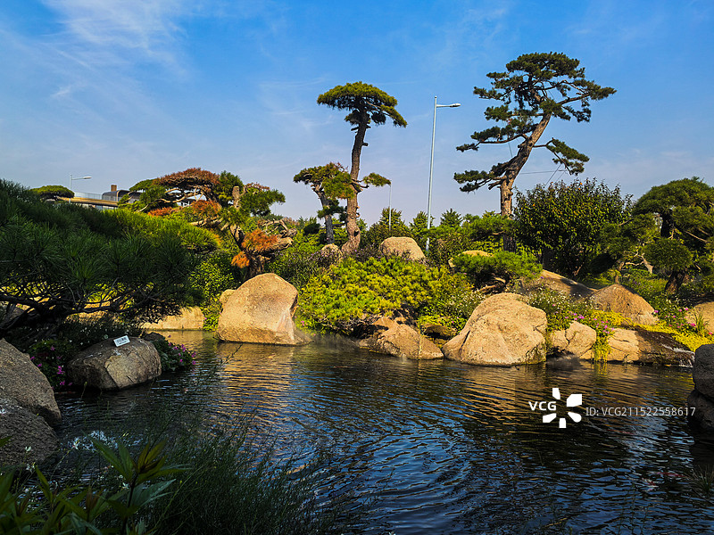 罗红艺术馆苍松图片素材