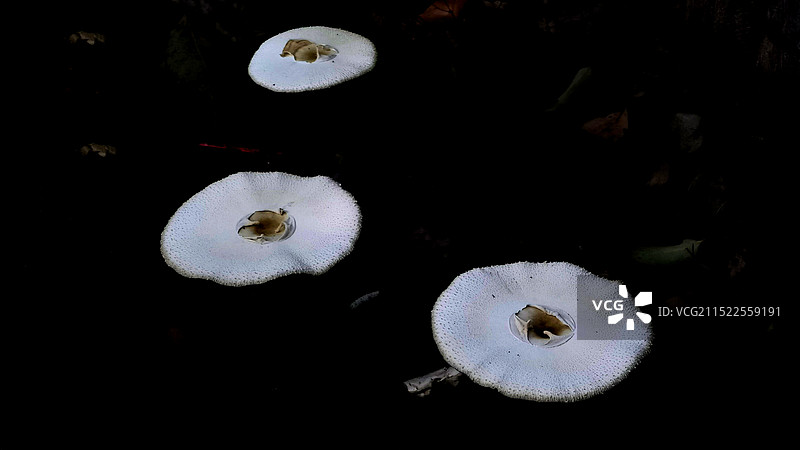 路边的蘑茹图片素材