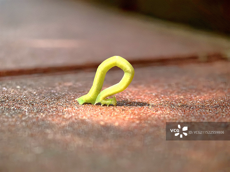 人行道上的毛虫特写镜头图片素材
