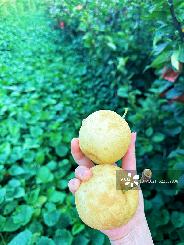品种黄金梨的手持特写图片素材
