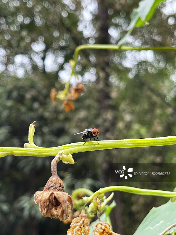 丝瓜藤上的大头金蝇图片素材