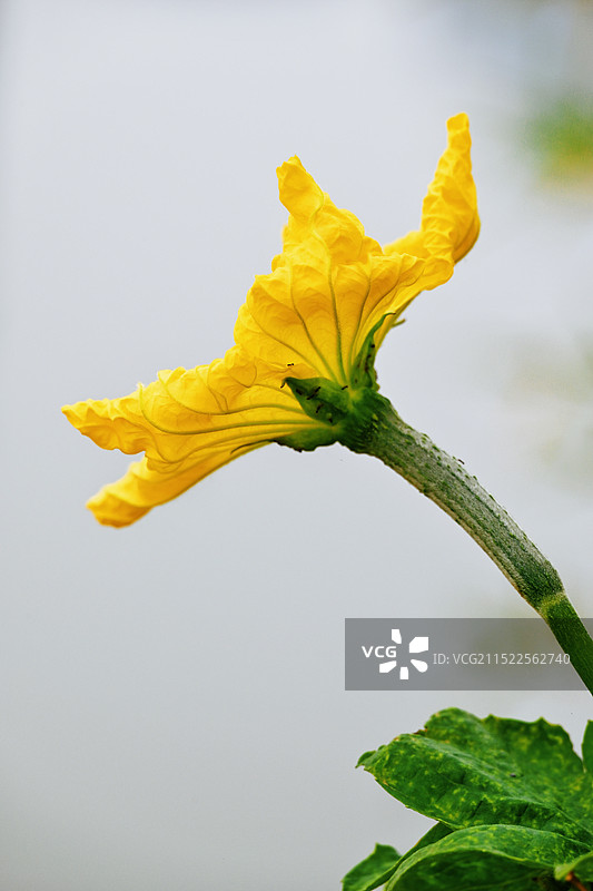 丝瓜秋语图片素材