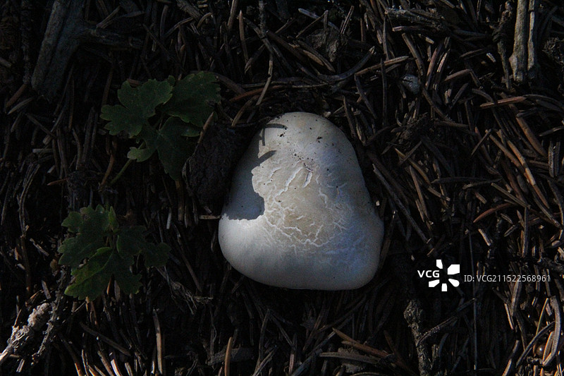 野蘑菇图片素材