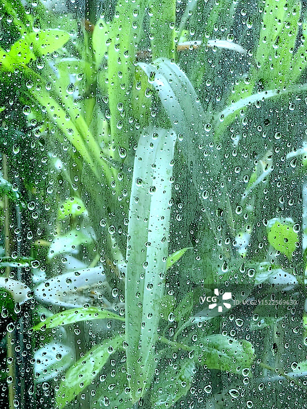 雨季湿植物特写图片素材
