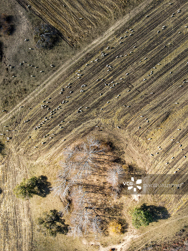 草原田地中的羊群航拍图片素材