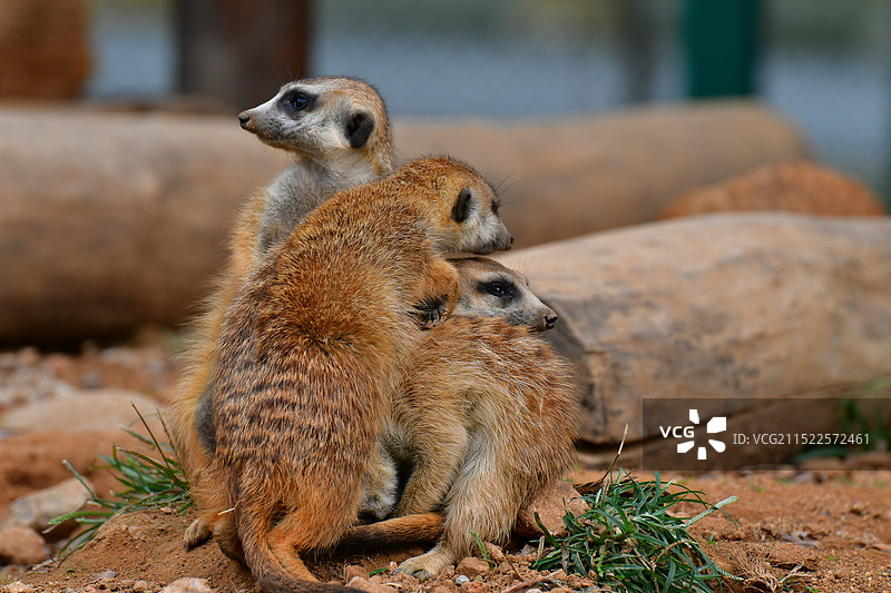 秦皇岛野生动物园图片素材