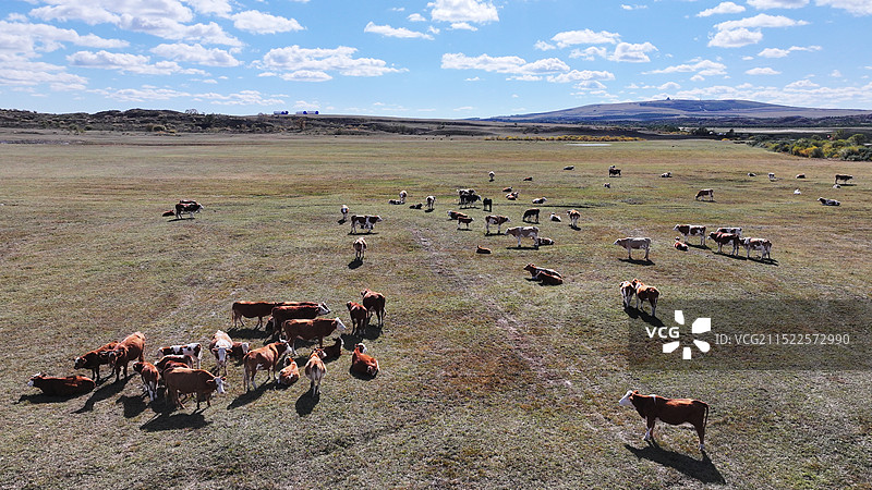 蓝天下草原上放养的牛群图片素材