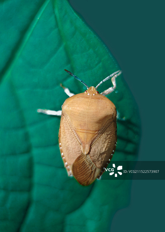 荔枝蝽蟓图片素材