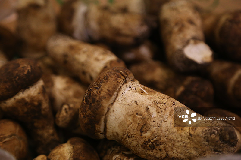 野生松茸（产自四川阿坝州松潘县）图片素材