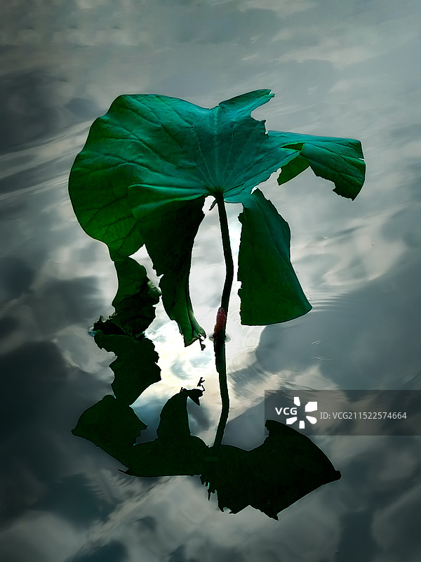 湖中荷叶的特写镜头图片素材