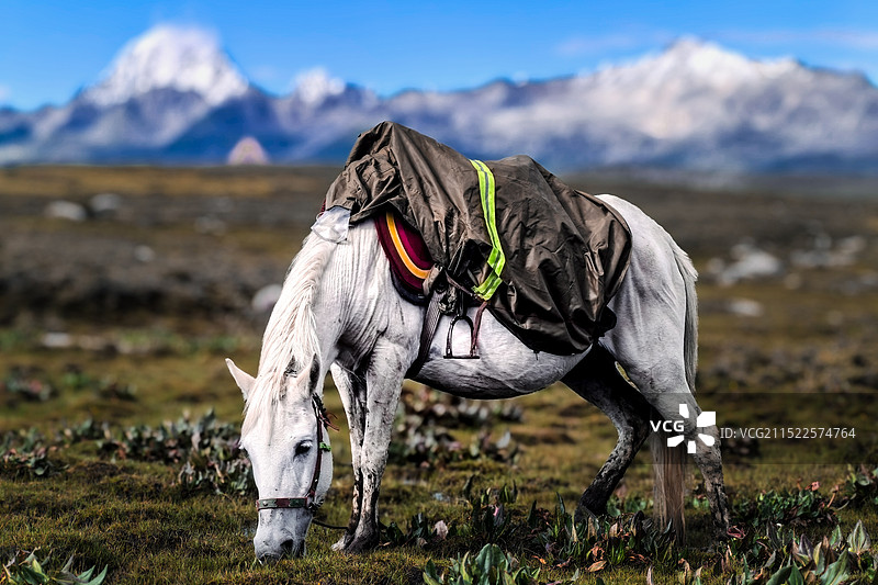 雪山下的马图片素材
