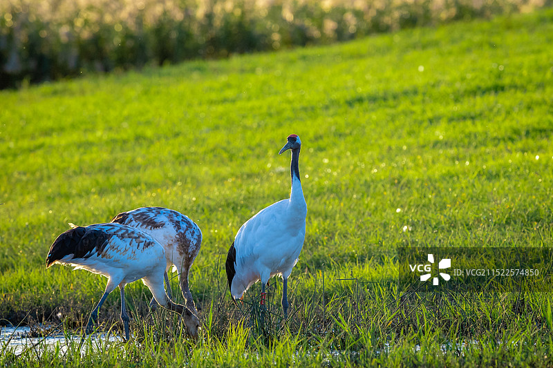 带俩娃图片素材
