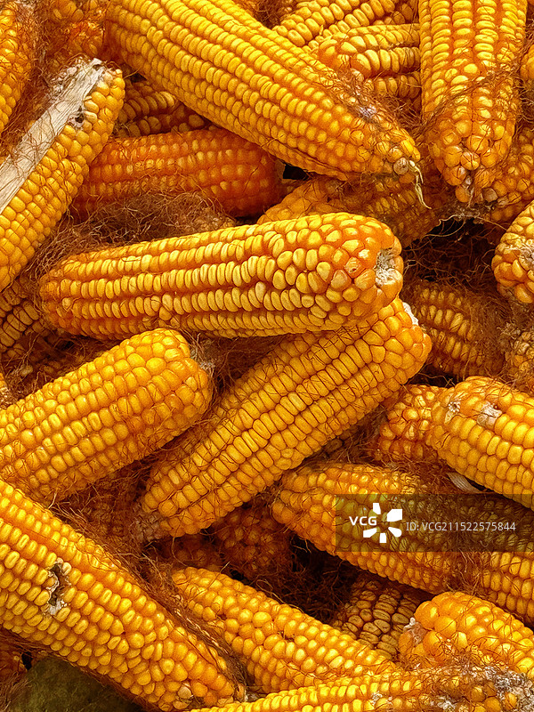 田地里丰收的玉米图片素材