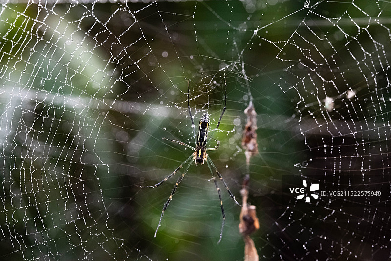 蜘蛛图片素材