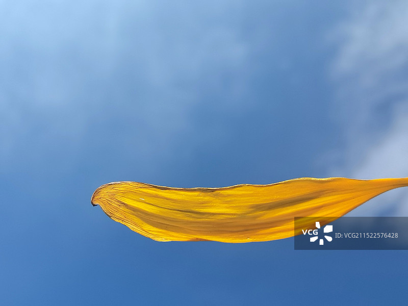 植物花卉特写镜头图片素材