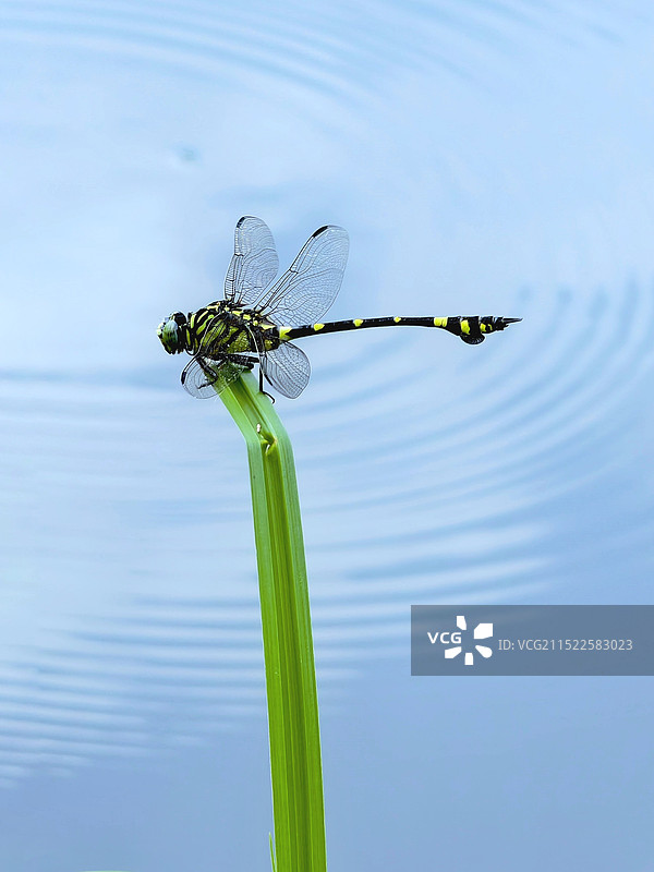 蜓舞涟漪图片素材