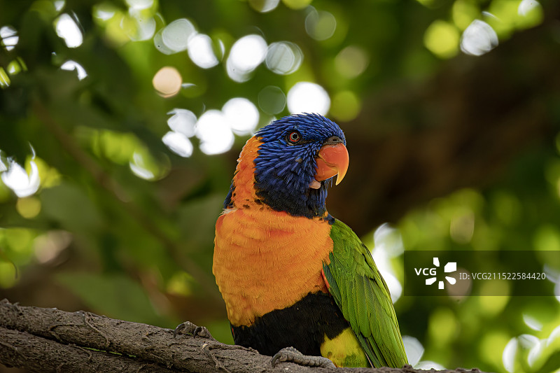 吸蜜鹦鹉图片素材