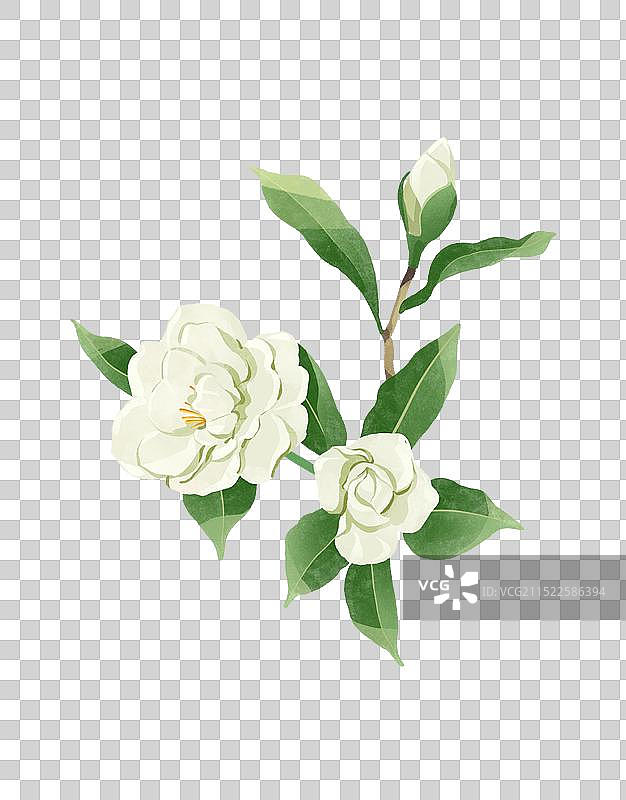 栀子花花朵水彩插画图片素材