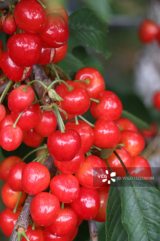 美味樱桃图片素材