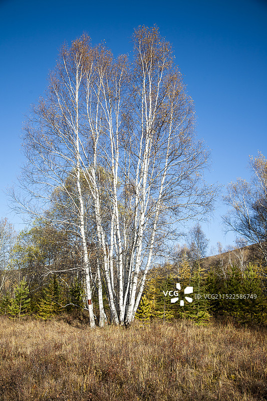 秋天的白桦树图片素材