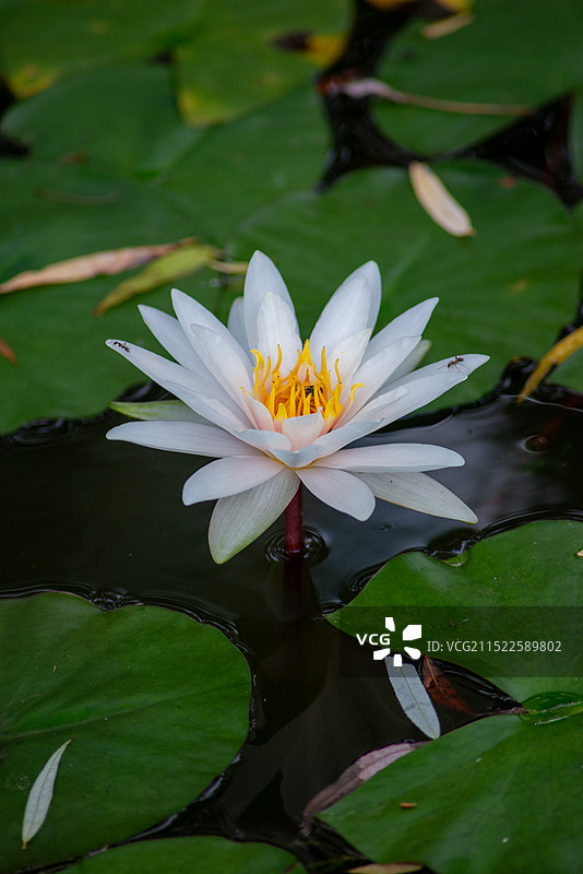 白莲与蚁图片素材