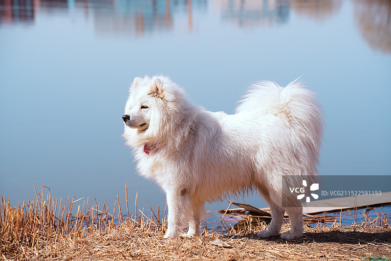 在河边的白色萨摩狗图片素材