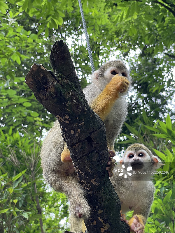 羡慕的眼神图片素材
