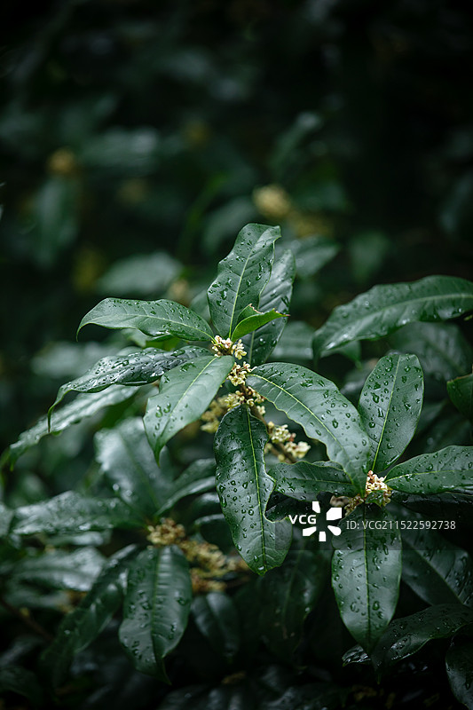 雨水节气绿色叶子桂花素材图片素材
