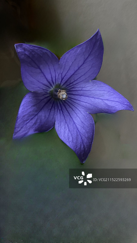 紫蓝色花朵特写图片素材