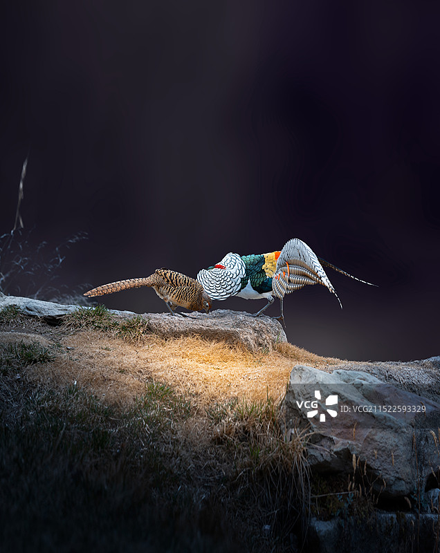 白腹锦鸡图片素材