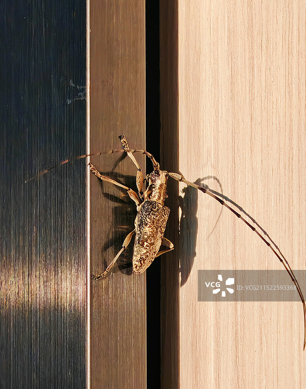 沐浴朝阳的天牛图片素材