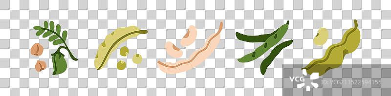 鹰嘴豆荚图片素材