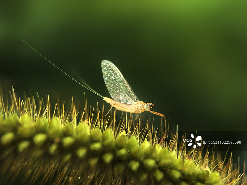 孵游仙子图片素材