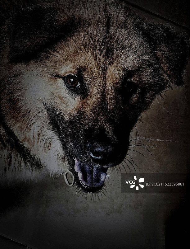 狗的特写肖像图片素材