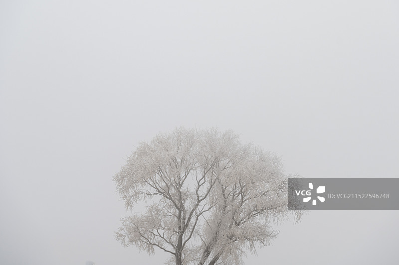 大雪下的雾凇图片素材