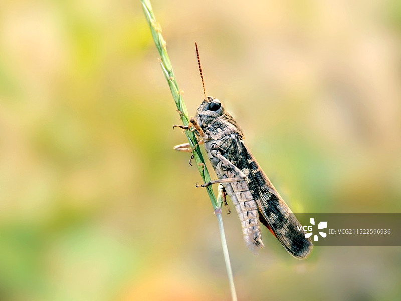 植物上蝗虫特写镜头图片素材