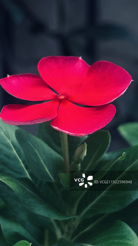 粉红色开花植物特写镜头图片素材