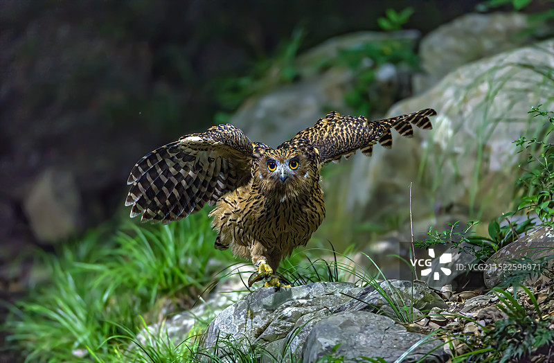 暗夜王子～～～黄腿渔鸮图片素材